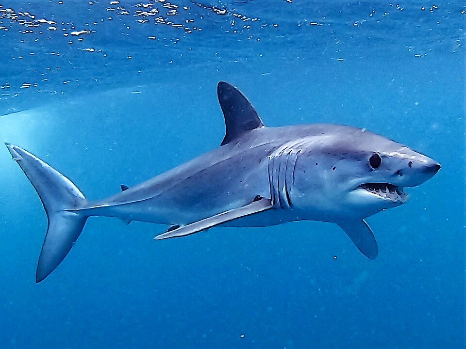 Shortfin mako shark